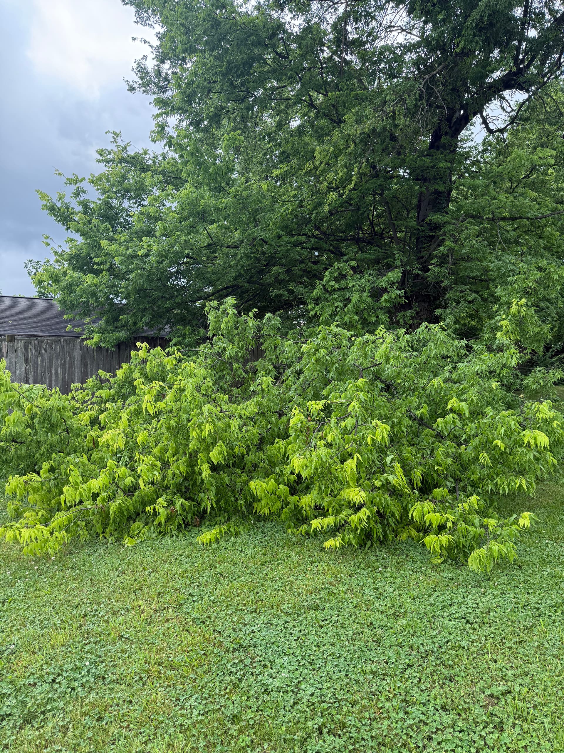 Storm Damage Cleanup That Gets Your Yard Back Fast image