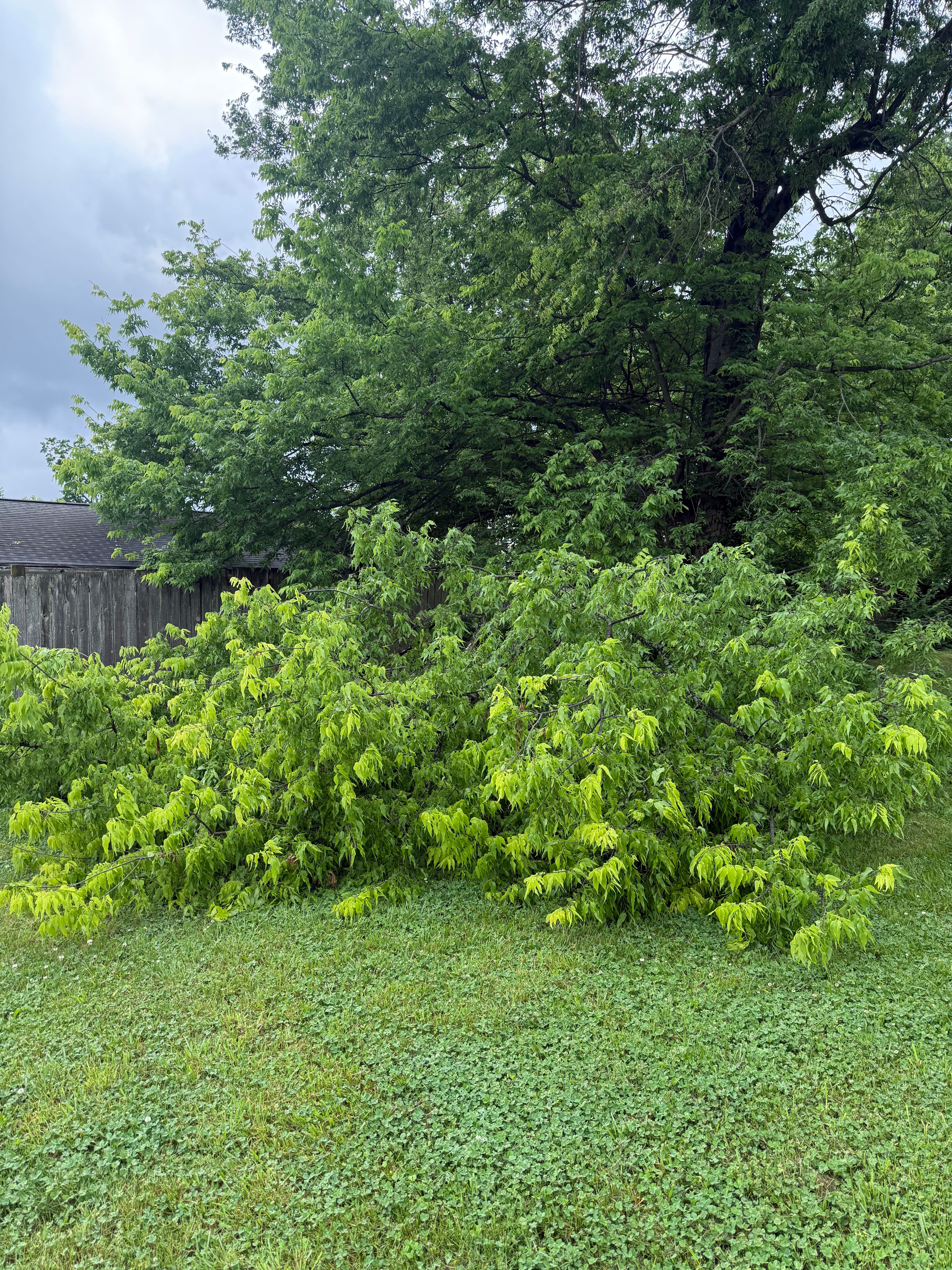 Project Storm Damage Cleanup That Gets Your Yard Back Fast image