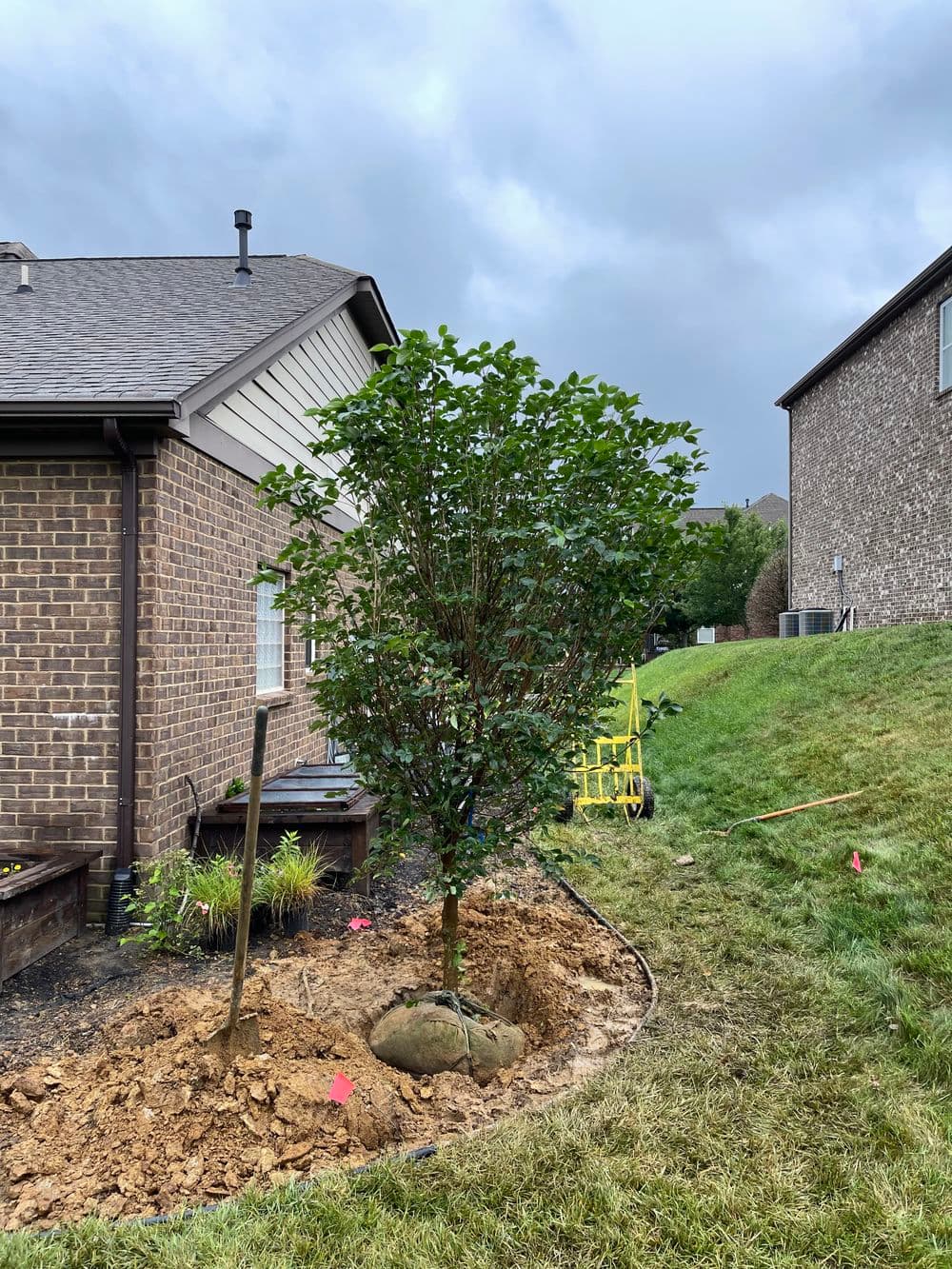 Newly planted tree with green foliage near residential homes and overcast sky.